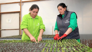 Çankaya’da 500 bin çiçek için hazırlıklar başladı
