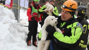 İtalya’daki çığ felaketinden 5 gün sonra 3 köpek yavrusu kurtarıldı
