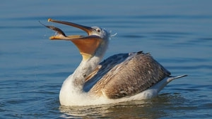 Tepeli pelikanların Gölyazı’da taze balık keyfi
