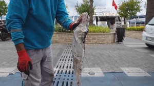 Kanalda ölü balon balığı bulundu