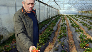 Fındığı kesip çilek üretimine başladı