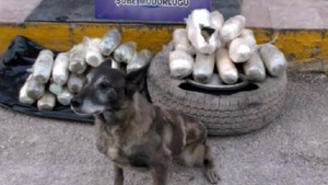 Uşak’ta 23 Kilo 500 Gram esrar yakalandı
