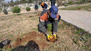 Toroslar’da 10 bin çam fidesi toprakla buluşuyor
