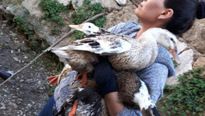 Antalya’da mahsur kalan ördek seferberliği
