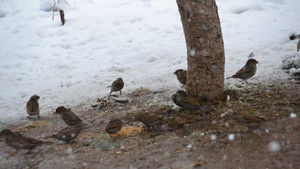 Siirt’te kuşlar için doğaya yem bırakıldı
