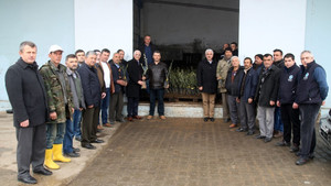 Marmarabirlik domat zeytin fidanı dağıtımına başlıyor
