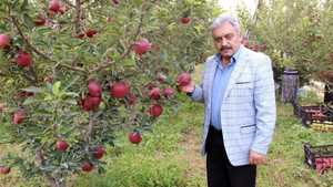 Karaman elmasında 500 bin ton rekolte beklentisi
