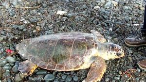 Caretta kurtarılarak denize bırakıldı