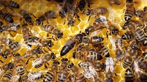 Toplu arı ölümleri korkutuyor