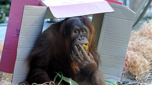 Orangutan Maimunah’ın 31’inci doğum günü kutlandı
