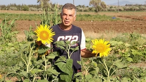 Datça’da ilk yerel tohum hasadı yapıldı