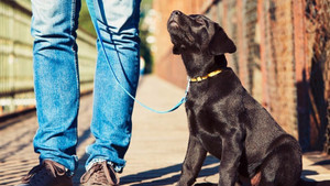 ABD’de fino köpeği 10 yaşındaki sahibini kaçırılmaktan kurtardı
