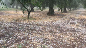 Dolu yağışı zeytin ve üzümü vurdu