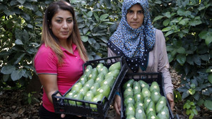 Avokado üretiminde hedef büyük