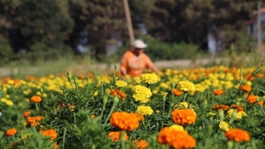 Bafra Ovası çiçek yatırımcısını bekliyor
