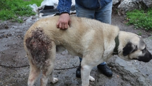 Şehre inen domuz sürüsü köpeğe saldırdı