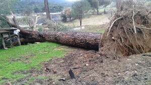 Tarladaki çatlaklar çam ağacını devirdi