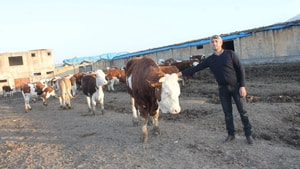 (Özel haber) 5 inekle başladı 100 hayvanlık çiftlik kurdu
