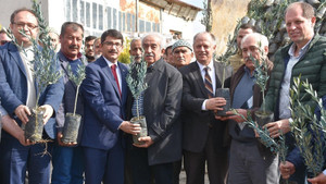 20 bin zeytin fidanı toprakla buluşacak
