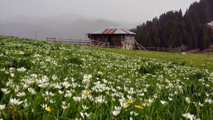 Karadeniz yaylalarında bahar güzelliği