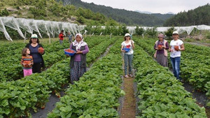 Bursa’da çiftçiye 3 milyon adet çilek fidesi
