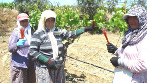 Sarıgöl’de salkım güvesine karşı Japon tuzağı
