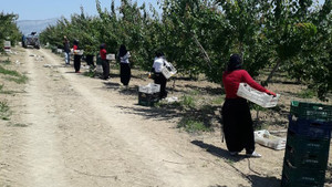 Reyhanlı’da kayısı hasadı başladı
