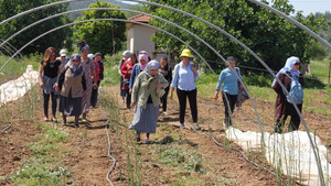 Muğla’nın yenilebilir otları tanıtılıyor
