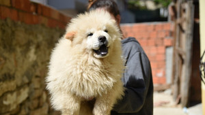 Gümrük kaçağı yavru köpekler ihale ile satılacak
