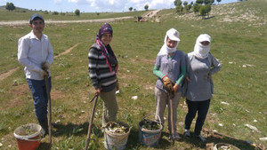 Kenger pancarı ile aile bütçelerine katkı sağlıyorlar
