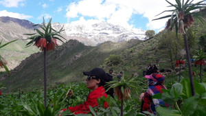 Hakkari’de 3. geleneksel ters lale buluşması
