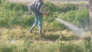 Burhaniye’de yeşil alanlar bakıma alındı
