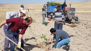 Tuşba Belediyesinden ‘Model Ceviz Bahçesi’ projesi
