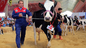 Burdur’da damızlık inek yarışması
