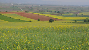 Kanola dalga dalga yayılıyor
