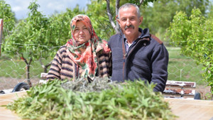 Talas İlçesinde Adaçayı Hasadı Başladı
