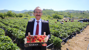 Ordu’da bin ton çilek rekoltesi bekleniyor
