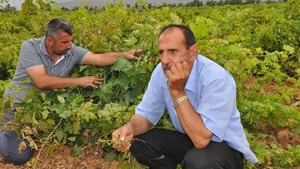 Gaziantep’te de üzüm bağları kuruyor
