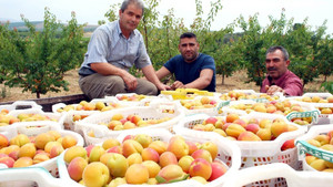 (Özel Haber) Kayısıda bu yıl rekolte de fiyatlar da beklentiyi karşılamadı
