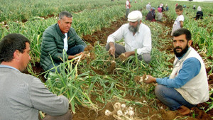 Sarımsak hasadında 15 bin tarım işçisine iş imkanı
