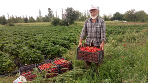 ’Yedi veren çileği’ üreticinin yüzünü güldürdü
