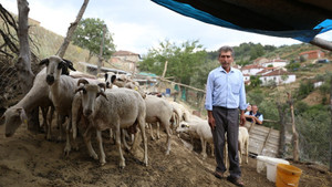 (Özel) Göçten vazgeçip hayvancılığa başladılar
