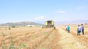 Türkiye’nin tahıl ambarı Güneydoğu’da buğday ve arpa hasadı başladı
