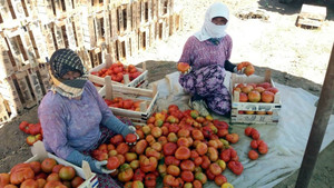 Manisa’da yerli domateste hasat zamanı
