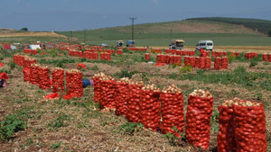 Amik Ovası’nda soğan hasadı
