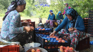 (Özel)  Bursa’da şeftali hasadı ve fiyatları yüzleri güldürdü
