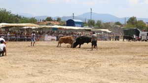 Muğla’da boğalar kıran kırana güreşti