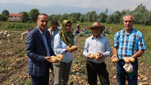 Bolu, patates hasatı başladı
