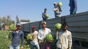 Geçen yıl tarlada kalan meşhur Ödemiş karpuzu bu yıl 55-60 kuruştan satılıyor
