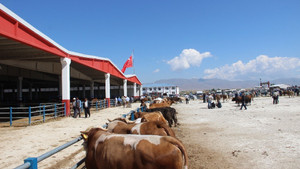 Erzurum’dan batıya kurban sevkiyatı başladı
